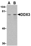 Antibody product image